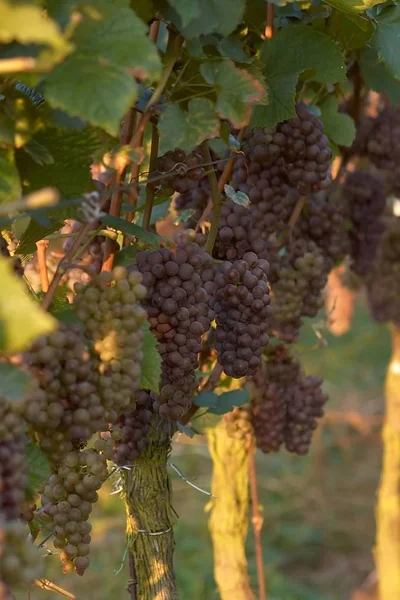 Winorośl Winnica Wiejska Koncepcja Winogron — Zdjęcie stockowe