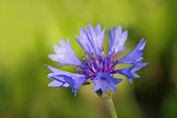 아름다운 꽃피는 옥수수 — 스톡 사진