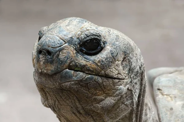 tortoise reptile, animal creature