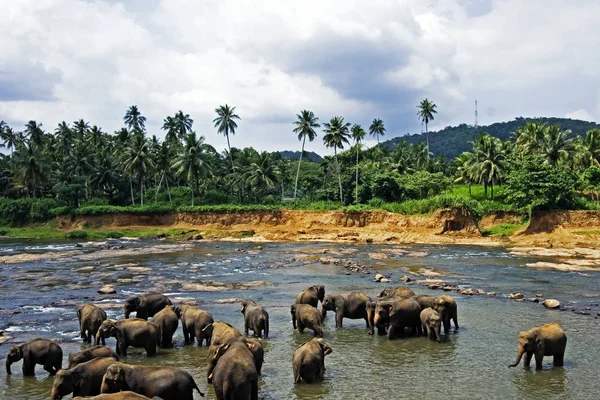 Gran Animal Africano Elefante — Foto de Stock