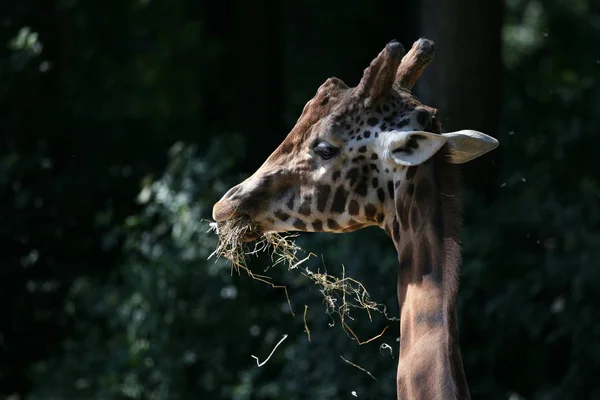 Girafe Animal Mammifère Herbivore Africain — Photo