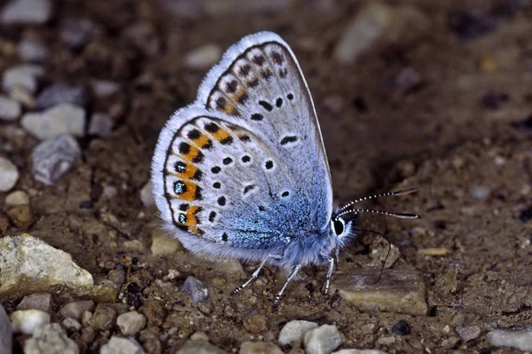 Primer Plano Error Naturaleza Salvaje — Foto de Stock