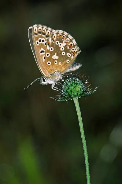 Gros Plan Merle Bleu Sur Fond Flou — Photo