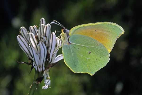 Primo Piano Della Farfalla Habitat Concetto Natura Selvaggia — Foto Stock