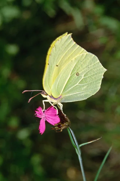 Gonepteryx Rhamni Petit Papillon Sur Wapiti Cardamome Dianthus Carthusianorum — Photo