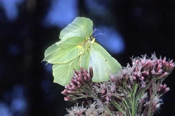 ゴネプテリクス ラムニ飛行中の硫黄の蝶 — ストック写真