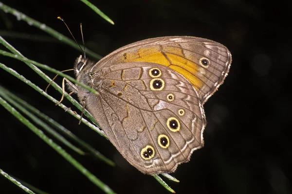 Nahaufnahme Von Schönen Bunten Schmetterling — Stockfoto