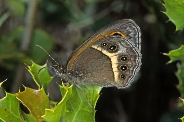 Maniola Batsheba — 图库照片