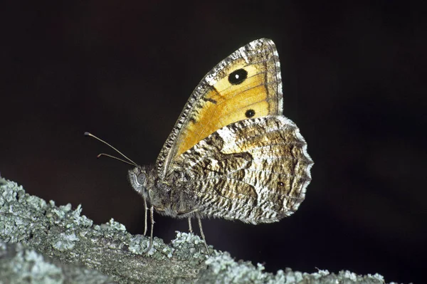 Hipparchia Semele Ochre Язати Іржавий Бинт — стокове фото