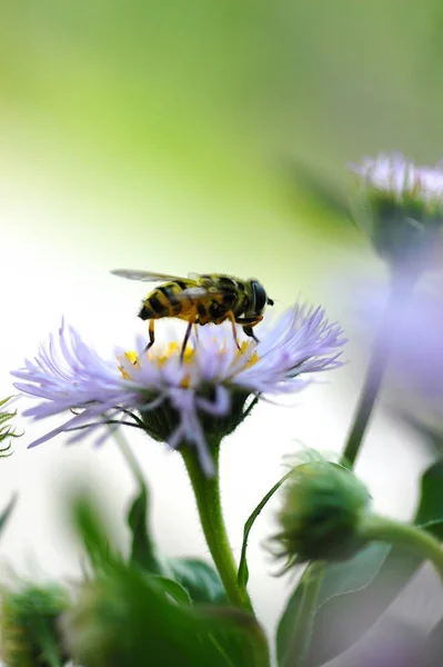 Vue Rapprochée Insecte Nature — Photo