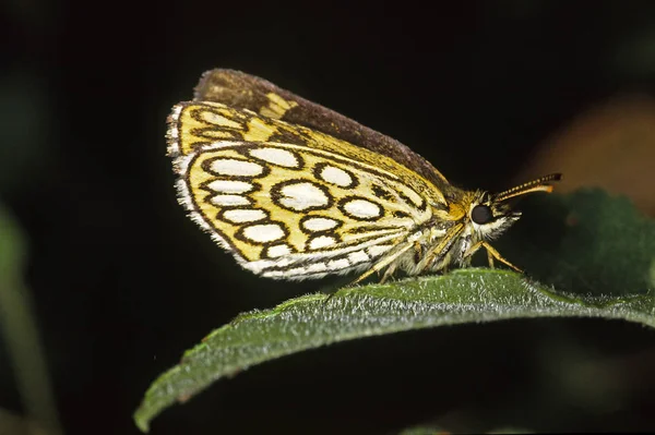 Closeup View Exotic Beautiful Falter — Stock Photo, Image