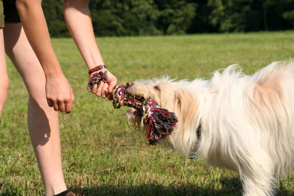 Sevimli Köpek Evcil Hayvan Portresi — Stok fotoğraf