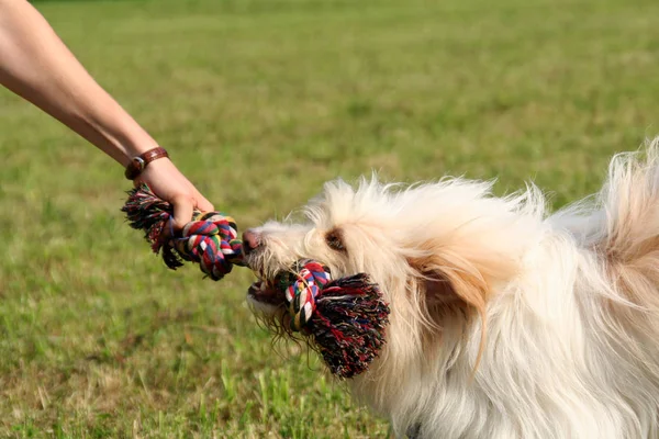 Portrait Cute Dog — Stock Photo, Image