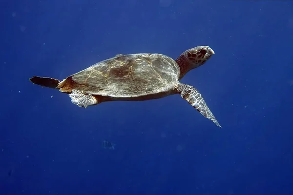 Tartaruga Vicino Alla Superficie Dell Acqua Raggi Solari Possono Malapena — Foto Stock