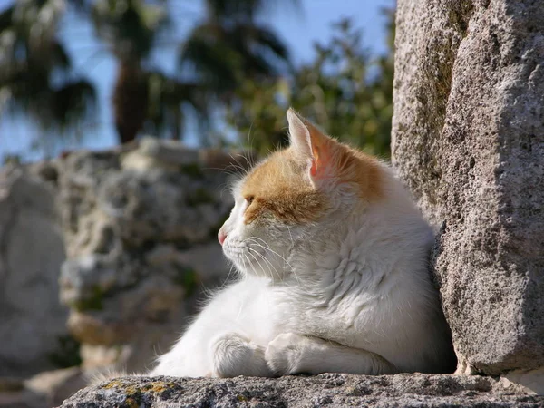 Ritratto Gatto Carino — Foto Stock