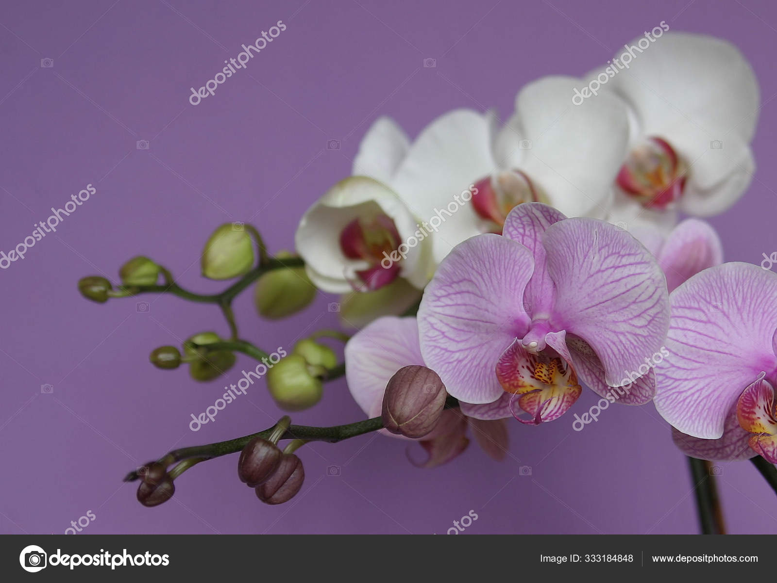 Cênica Bela Flor Orquídea Colorida fotos, imagens de © PantherMediaSeller  #333184848