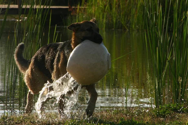 Portait Simpatico Cane Compagnia — Foto Stock