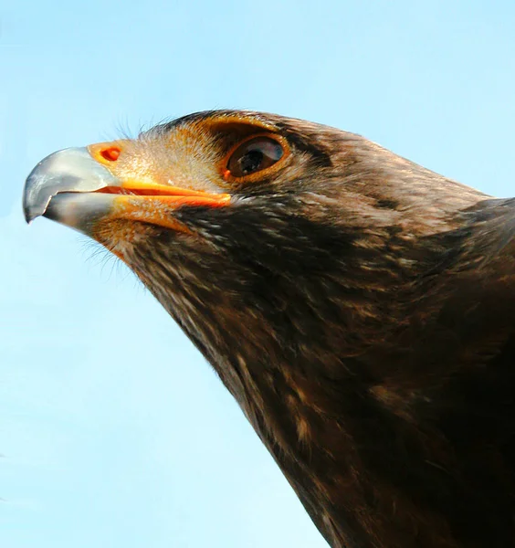 Animali Giovani Attenzione Selettiva — Foto Stock