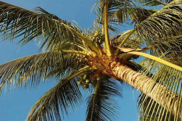 Palmiye Ağacı Arkaplanı Kopyalama Alanı — Stok fotoğraf