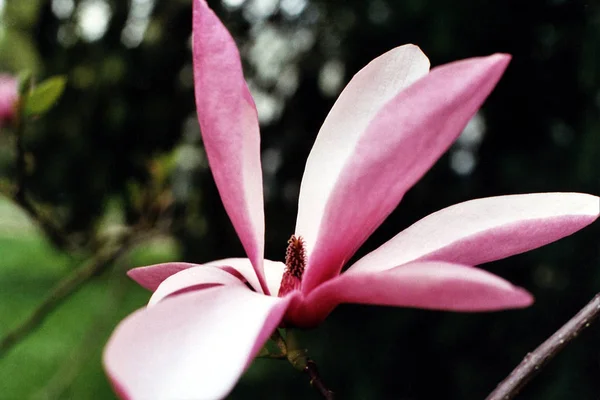 Bel Fiore Nel Parco Della Città Baden Baden Npreso Con — Foto Stock