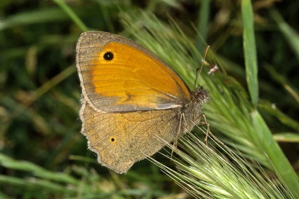 Maniola Jurtina Occhio Bue Occhio Mucca — Foto Stock