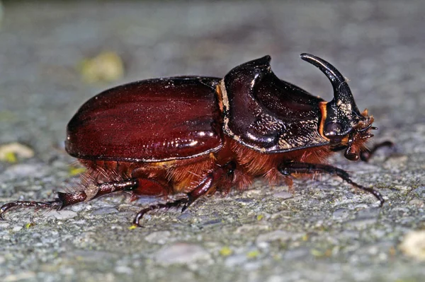 Oryctes Nbellcornis Жук Носорог — стоковое фото