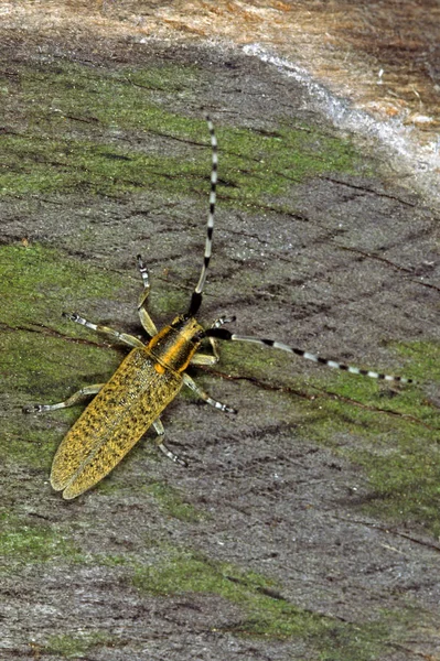 Vista Macro Primer Plano Del Insecto Libélula —  Fotos de Stock