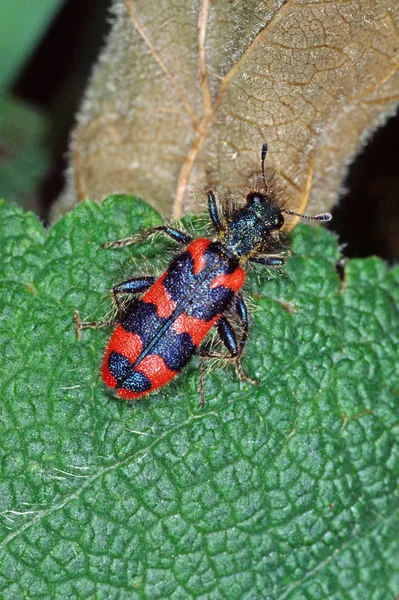 Close Zicht Insect Natuur — Stockfoto