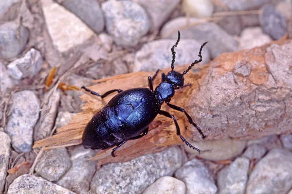 Meloe Proscarabeus Schwarzbl Petrol Böceği — Stok fotoğraf