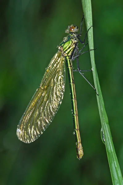 Detailní Makro Pohled Hmyz Vážky — Stock fotografie