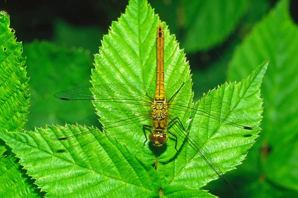 Insekten Flora Und Fauna Der Libellen — Stockfoto