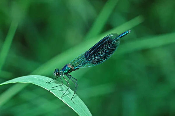 Inseto Libélula Flora Fauna — Fotografia de Stock