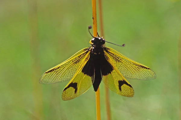 Ascalaphus Longicornis Borboleta Como — Fotografia de Stock