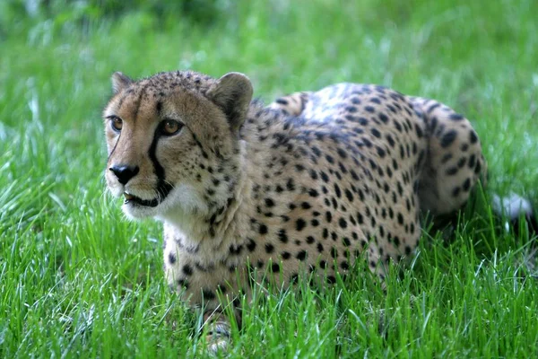 Prédateur Félin Guépard Sauvage Mammifère Animal — Photo