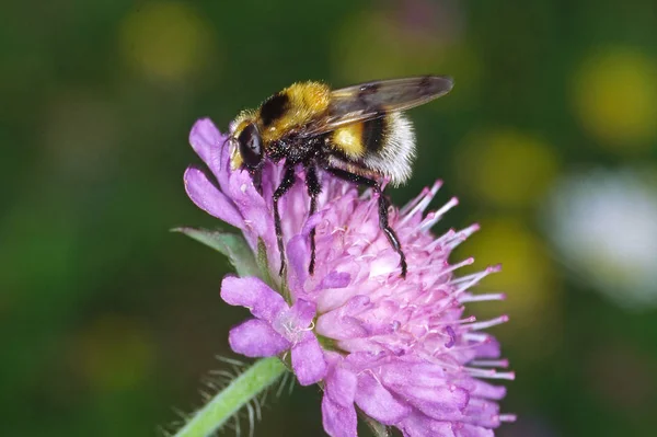 Volucella Bombilans Bumblebee Hoverfly — Fotografia de Stock