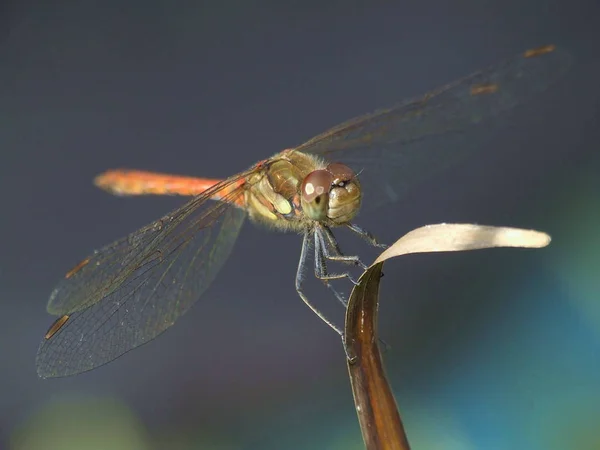 Primo Piano Macro Vista Insetti Libellula — Foto Stock