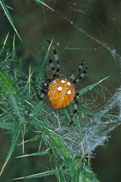 Araneus Quadratus Radnet Spider — Stock Photo, Image
