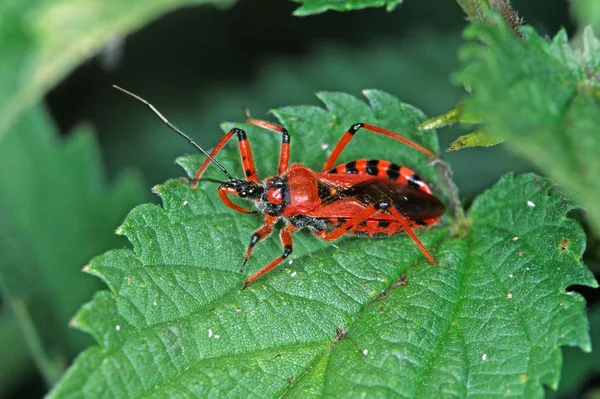 Rhinocoris Iracundus Zornige Raubwanze — стокове фото