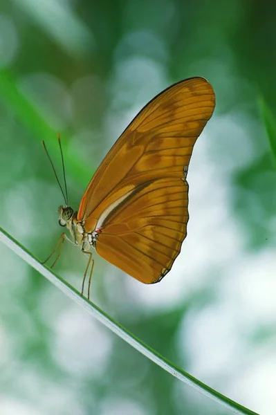 Primer Plano Mariposa Hábitat Concepto Salvajismo —  Fotos de Stock