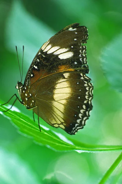Zbliżenie Motyla Siedlisku Koncepcja Dzikości — Zdjęcie stockowe