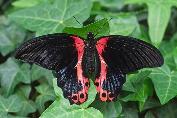 Papilio Rumanzovia Kırlangıç Kırlangıç — Stok fotoğraf
