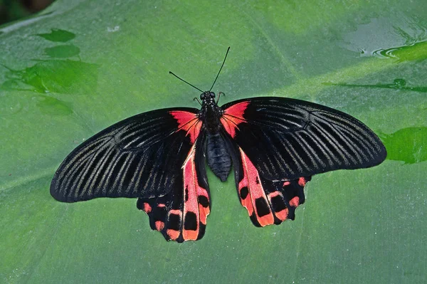 Papilio Rumanzovia Coda Forcuta Scarlatta — Foto Stock