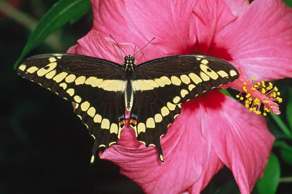 Papilio Chresphontes Coda Forcuta Tropicale Ibisco Fiore Ibisco — Foto Stock