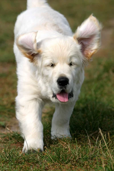 Potret Anjing Yang Lucu — Stok Foto