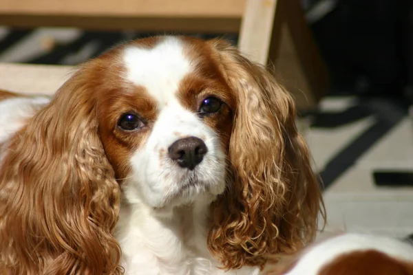 cavalier king charles (lisa)