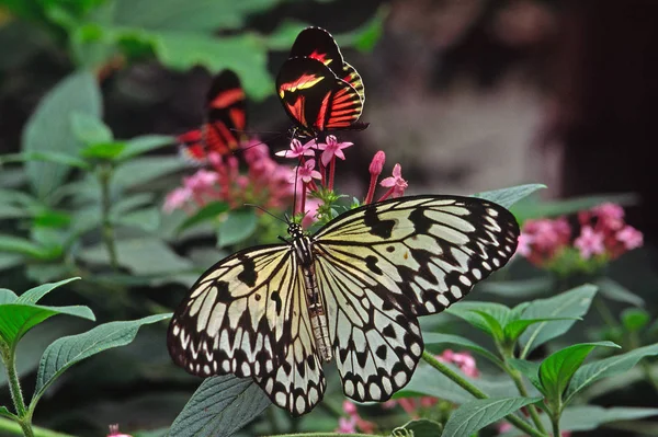 Beau Papillon Sur Fleur — Photo