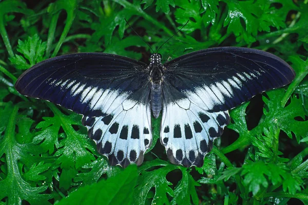 Крупним Планом Красивий Голуб Ячий Метелик — стокове фото
