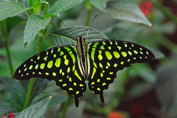 Graphium Agamemnon Tailed Jay — 스톡 사진