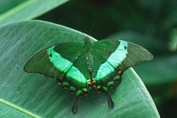 Papilio Palinurus Green Striped Swallowtail — Stock Photo, Image