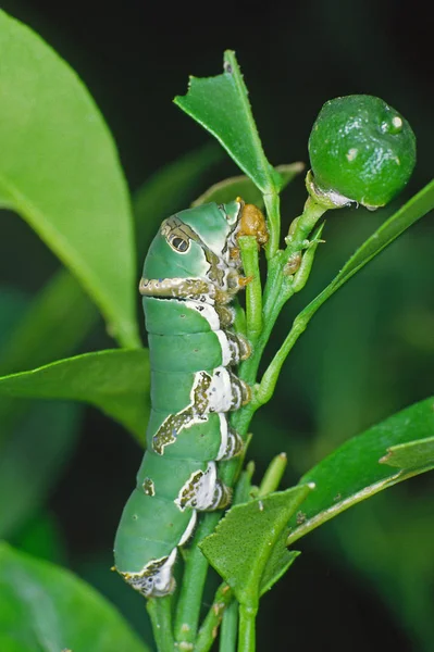 애벌레 애벌레 — 스톡 사진